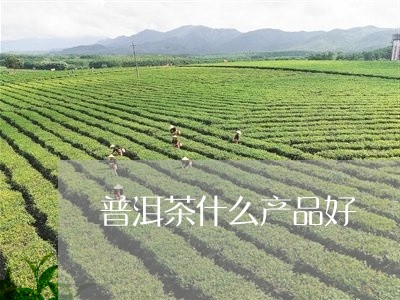 普洱茶什么产品好/2023041090703