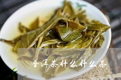 普洱茶什么什么茶/2023031772605