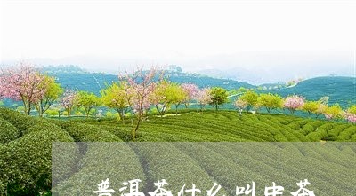 普洱茶什么叫中茶/2023041131695