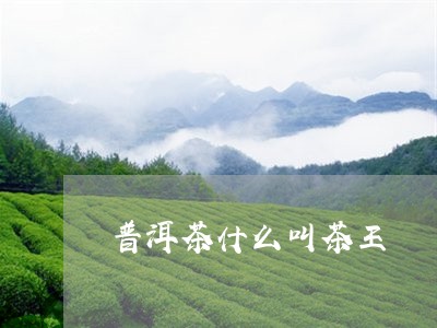 普洱茶什么叫茶王/2023041102816