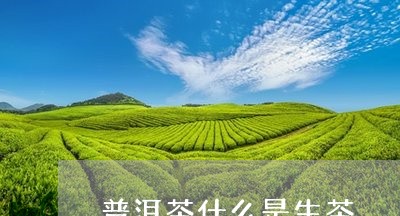 普洱茶什么是生茶/2023031707292