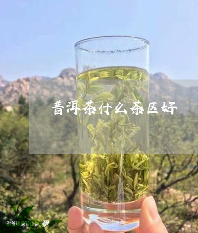 普洱茶什么茶区好/2023041127180