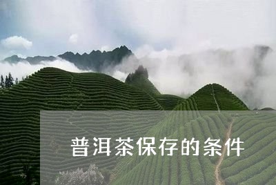 普洱茶保存的条件/2023040906250