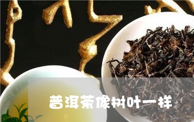 普洱茶像树叶一样/2023033041047