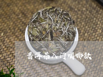 普洱茶入门喝哪款/2023041473825