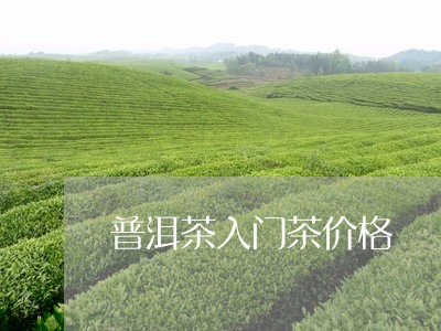 普洱茶入门茶价格/2023041211748