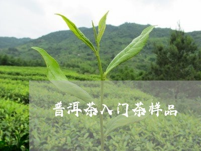 普洱茶入门茶样品/2023041328602