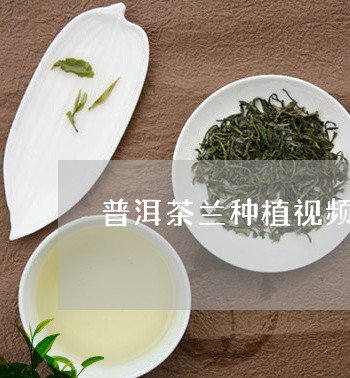 普洱茶兰种植视频/2023033083948