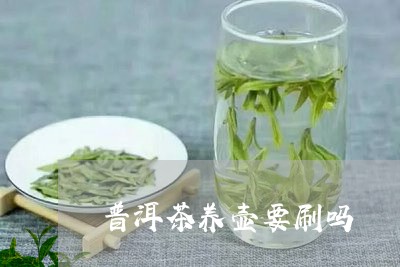 普洱茶养壶要刷吗/2023033184636