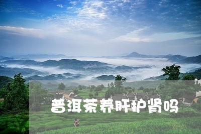 普洱茶养肝护肾吗/2023031656673