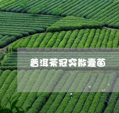 普洱茶冠突散囊菌/2023033032605