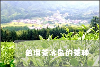 普洱茶冰岛的茶种/2023041334868