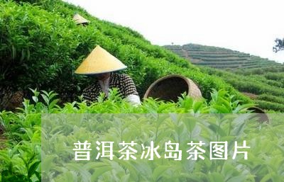 普洱茶冰岛茶图片/2023041315047