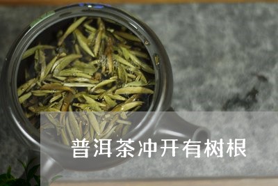 普洱茶冲开有树根/2023040907351