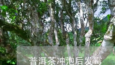 普洱茶冲泡后发霉/2023041252947