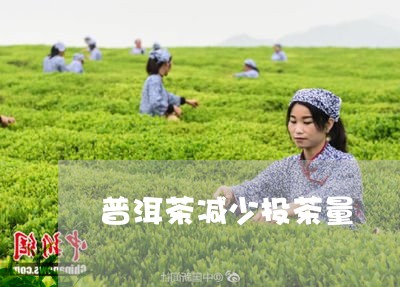 普洱茶减少投茶量/2023041171847