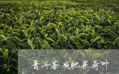 普洱茶减肥果荷叶/2023041049704