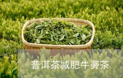 普洱茶减肥牛蒡茶/2023031685939