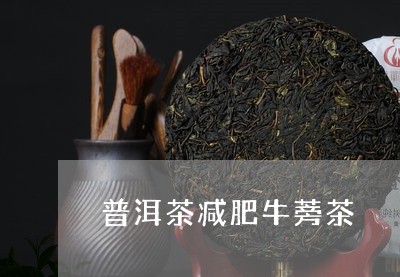 普洱茶减肥牛蒡茶/2023041126927