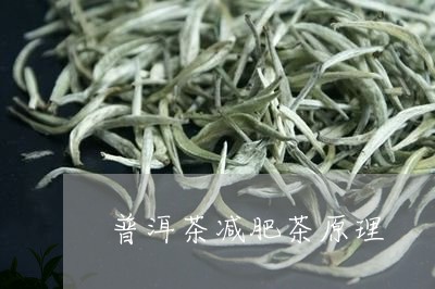 普洱茶减肥茶原理/2023041105492