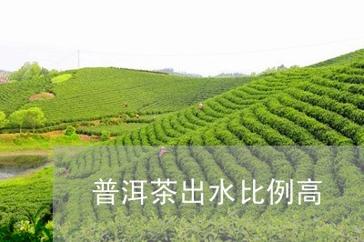 普洱茶出水比例高/2023031871824