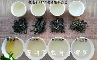 普洱茶出自于哪里/2023031770826