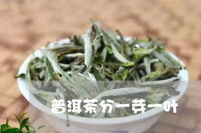 普洱茶分一芽一叶/2023033049471