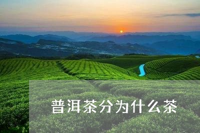 普洱茶分为什么茶/2023041124057