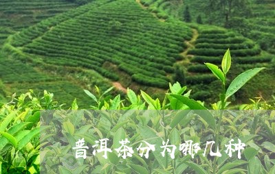 普洱茶分为哪几种/2023031825030