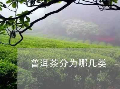 普洱茶分为哪几类/2023041349825