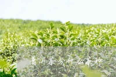 普洱茶分什么茶种/2023031690715