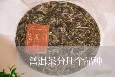 普洱茶分几个品种/2023031759593