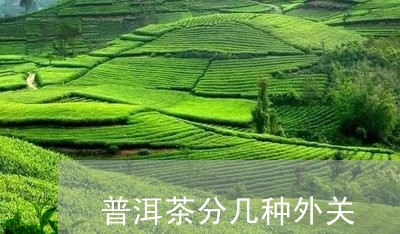 普洱茶分几种外关/2023041024726