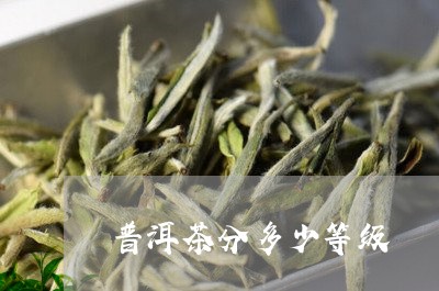 普洱茶分多少等级/2023041281715