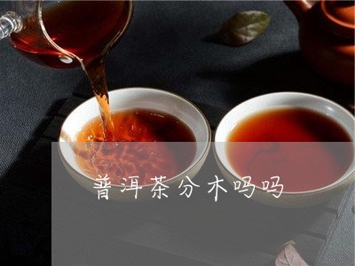 普洱茶分木吗吗/2023031750825