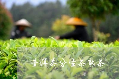 普洱茶分生茶熟茶/2023041082592