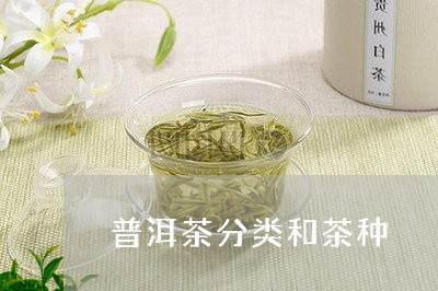 普洱茶分类和茶种/2023041131514