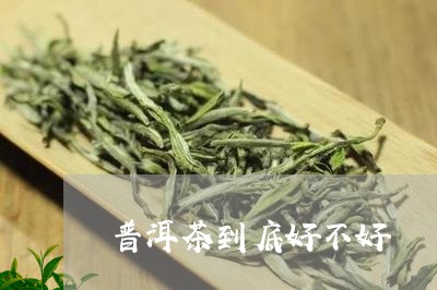 普洱茶到底好不好/2023031798392