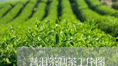 普洱茶制茶工序图/2023041108474