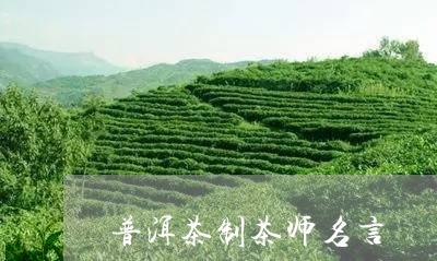 普洱茶制茶师名言/2023041187157