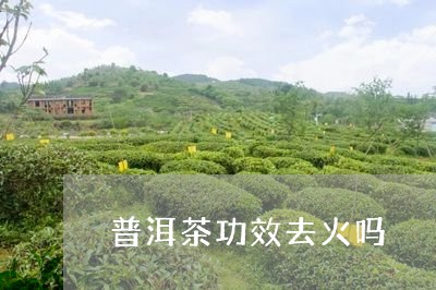 普洱茶功效去火吗/2023041025160