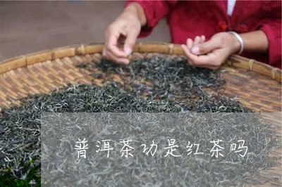 普洱茶功是红茶吗/2023041361714