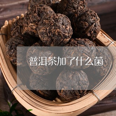 普洱茶加了什么菌/2023041042817