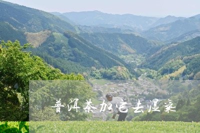 普洱茶加它去湿气/2023040187350