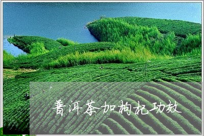 普洱茶加枸杞功效/2023041367260