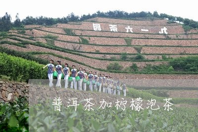 普洱茶加柠檬泡茶/2023041017958