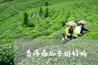 普洱茶加牛排好吗/2023031836249