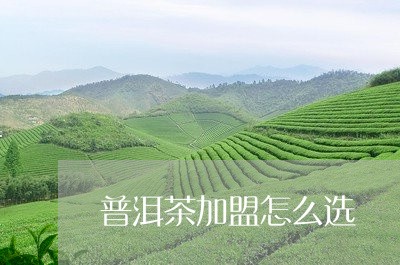 普洱茶加盟怎么选/2023032940583