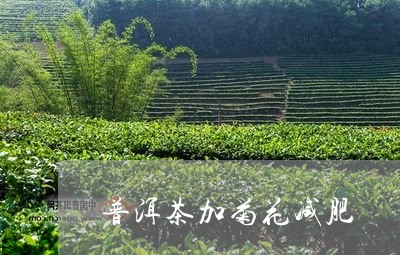 普洱茶加菊花减肥/2023041040693