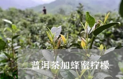 普洱茶加蜂蜜柠檬/2023031612837